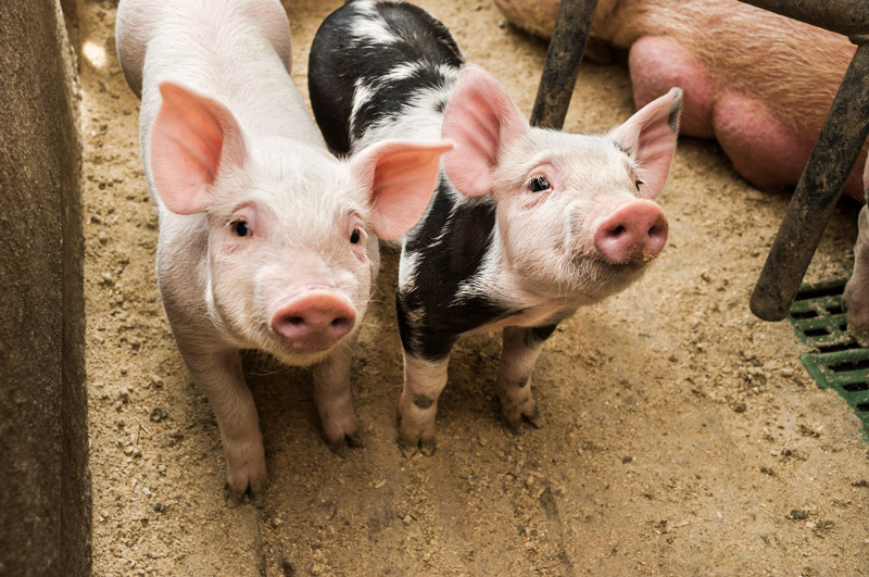 ManureMagic® reduces sludge in swine farm lagoon by 42%